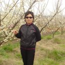 매화농장 이미지
