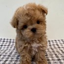 김해 강아지분양 고양이분양 도그하우스 대성점 이미지