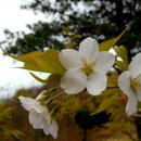 산벚꽃 이미지