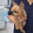 양주24시해든동물의료센터 | 14살 노견 십자인대 낭외고정술+슬개골 3기 수술 후기 / 수술~ 수술 후 한 달