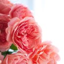 로즈향기 이미지