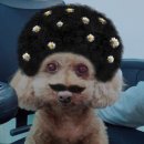 강아지 뷰티 이미지