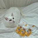 [G&amp;G 캣 필로우] 유럽산 스페인수입 고양이 타우린 영양간식