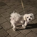 또미카츠 이미지