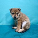 경산가방 이미지