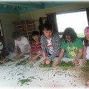 섬진다원 이미지