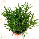 향기나는 화원 이미지