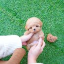 부산강아지분양 테디럽 명지본점 이미지