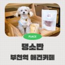 참된교회 | 부천역 애견 카페 댕소반 대형견동반 실내동반가능