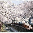 펫퍼스트 24시 강아지분양 고양이분양 이미지