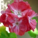 홍조바다 이미지