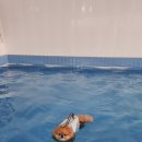 안면독스애견펜션 이미지