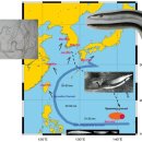 1.첫번째 이야기 - 3,000km 떨어진 고향을 향해 떠나는 민물장어의 꿈