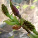 오리나무 이미지