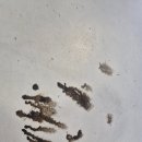 픽스모터스