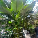 길치고개길 | 마곡 서울식물원 일요일 방문 후기 : 온실 인생샷 포인트