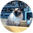 부석-호스릴-1 | [파주 카페] 건축상 받은 세련미에 귀여운 냥이가 얹어지면? 도파민 폭발하는 '루버월(Louverwall)'