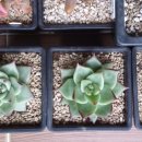 산수정원 이미지