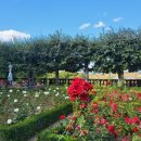 장미정원민박 이미지