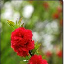 차리인동네 이미지