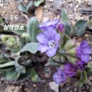 앵초 - 유성구 엑스포로 488 | 앵초