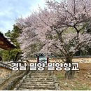 밀양향교 | 경남 밀양 매화명소 밀양향교 방문 및 주차 26년 실시간 매화만개