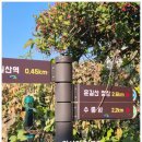 나무안에서 | 운길산 수종사 은행나무 절경을 보고 온 후기