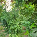 농업회사법인 더 팸팜 이미지