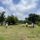 새열린목장 | 동물과 교감하는 제주 숨은 힐링 스팟🐑 제주양떼목장 완전 후기!