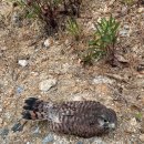 경기도 야생동물 구조관리센터 이미지