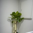 본유치원 | 매일 산책까지 되는 서초 강아지유치원 교대역 근처 맡겨본 후기