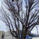 둥구나무한의원 이미지