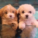 에스쁘레 이미지