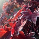 위플러스메디칼 이미지