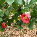 그린꽃식물원 이미지