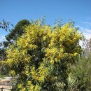 아카시아 이미지