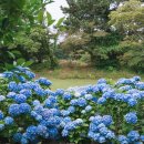 제주 수국 명소 4, 제주도 수국 개화 현황 및 수국 축제 일정 :: 혼인지, 현애원, 새미동산, 미레이나 이미지