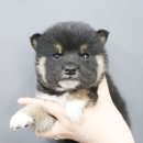 내품안의 반려견 김포점 이미지