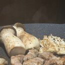 모포27 | [포항 여행] 최고의 한옥독채숙소 모포27 오션뷰 / 자쿠지 / 바베큐