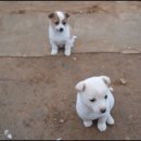 짱구농장 이미지