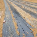 밤두둑농장 이미지