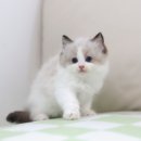 도레미캣 고양이분양 남양주 다산점 이미지