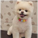 강아지 미용실 이미지