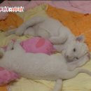 백사농장 이미지