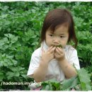 하도문쌈채마을 이미지