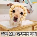 잔디미용실 - 익산시 | 평택 유폴 평택지제역점 애견미용실 후기