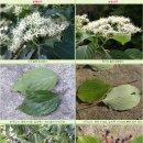 나무와나무 이미지