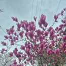 수채화 | ​[오산 가볼만한곳] 4월 물향기수목원 🌸벚꽃·진달래·개나리 주말 가족 나들이