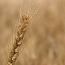 유토피아 오토캠핑장 이미지