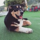 울루라떼 이미지